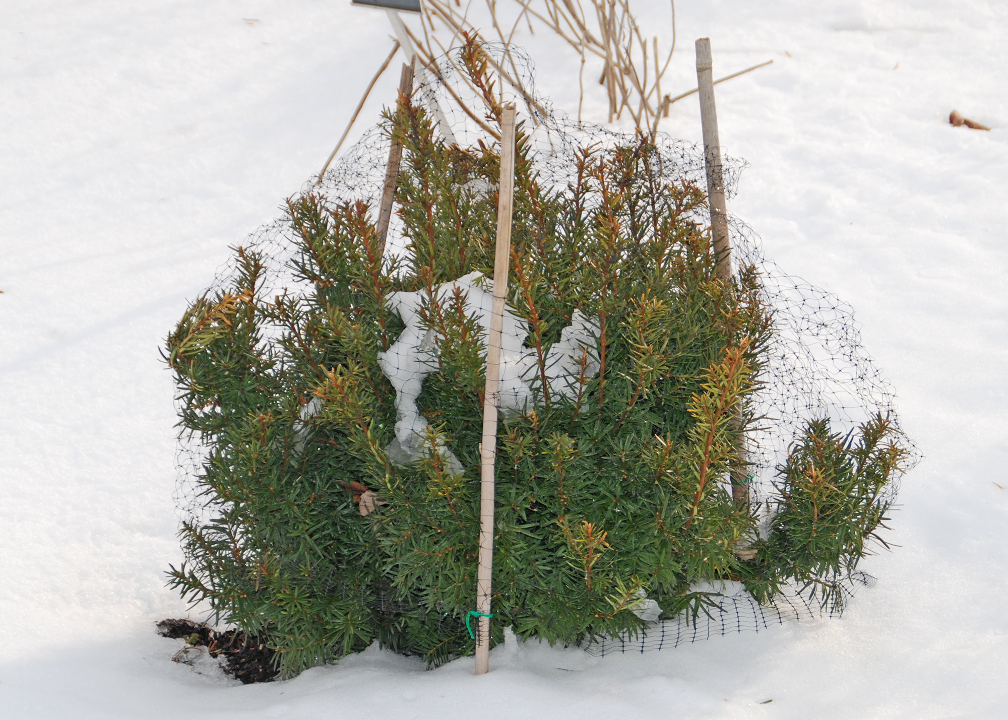 Plant Protection for Yew