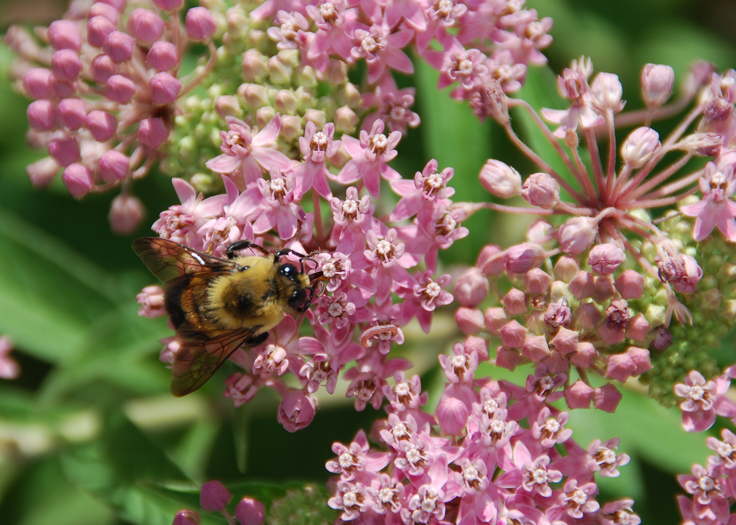 Bees on swamp milkweed