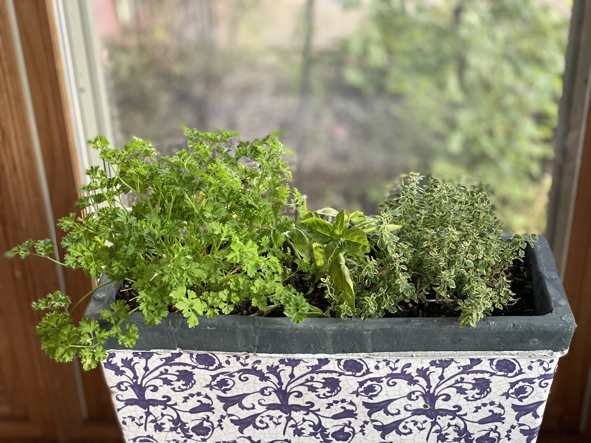 Windowsill herb garden