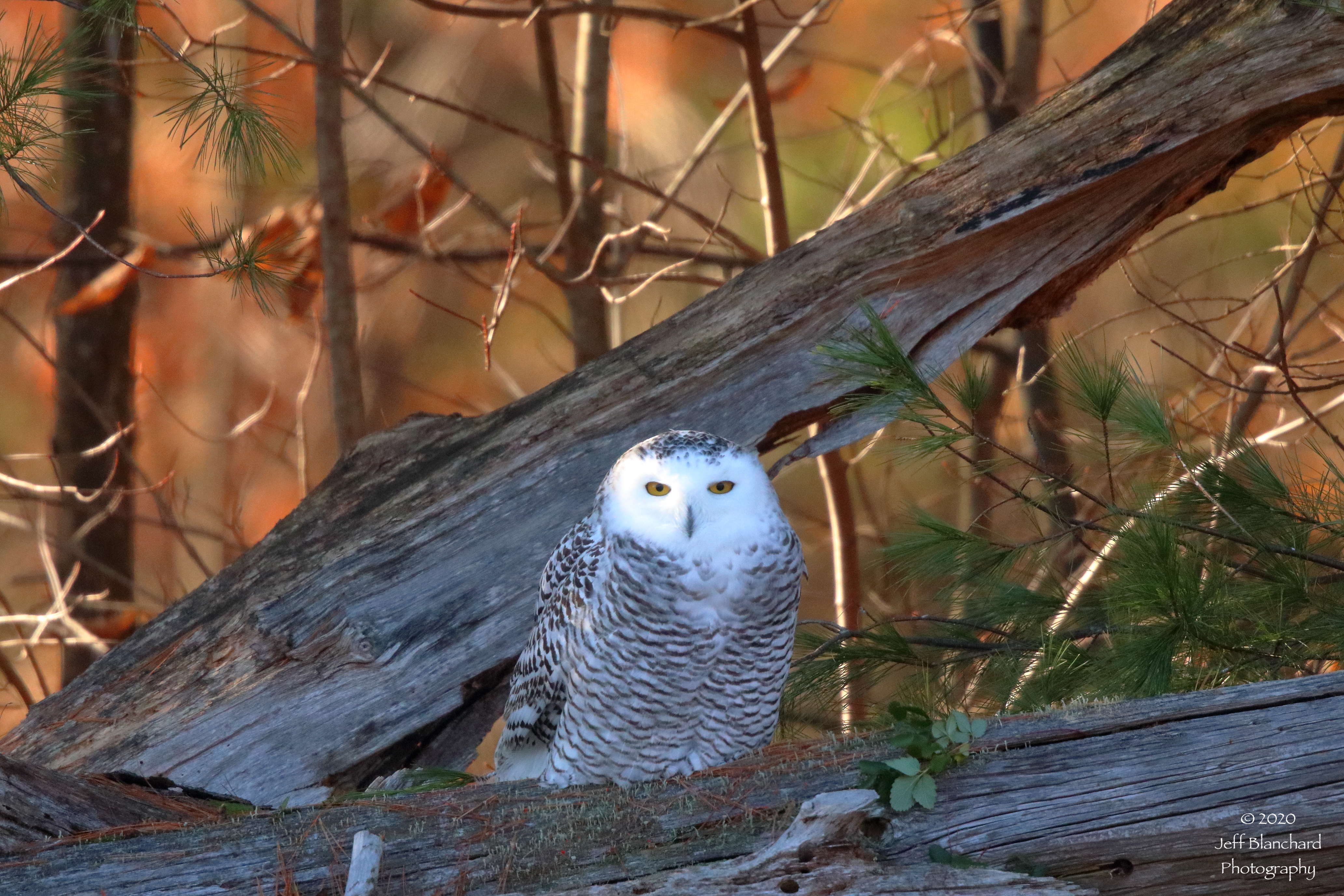 photo of snowy owl