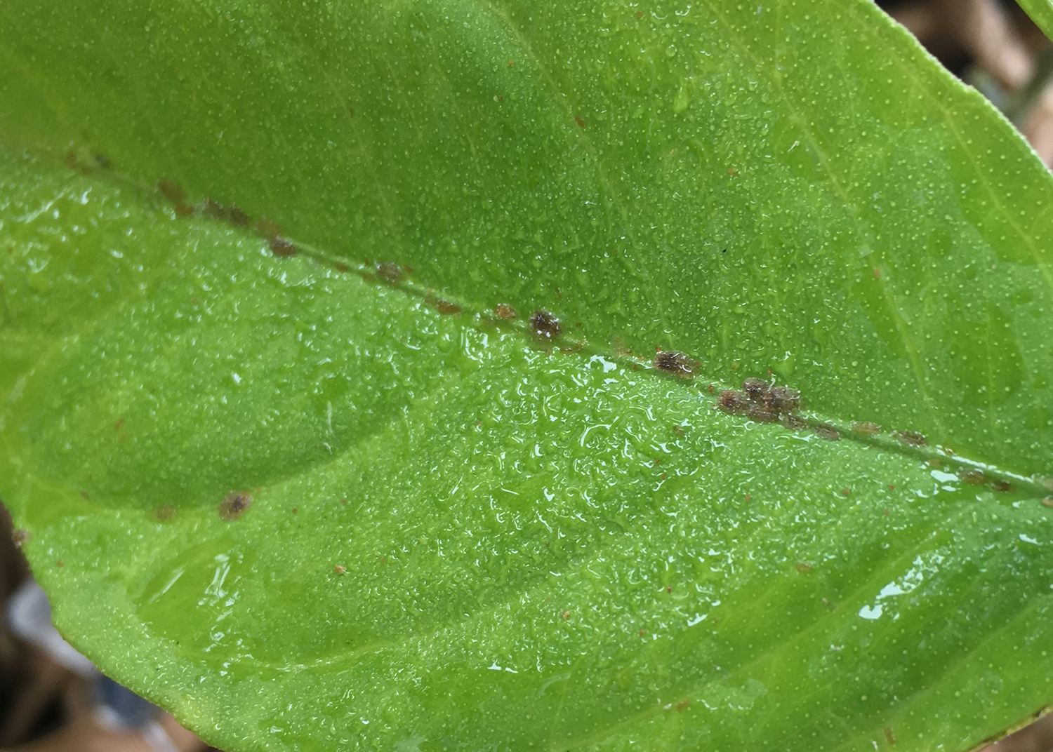 Scale on leaves